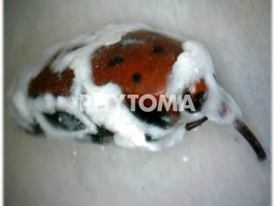 Rhynchophorus ferrugineus